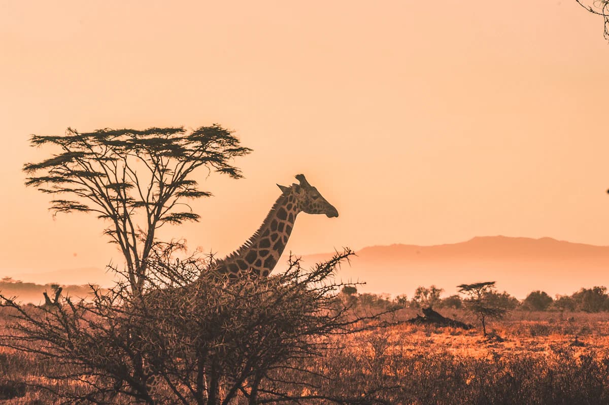 Paysage urbain africain au soleil couchant